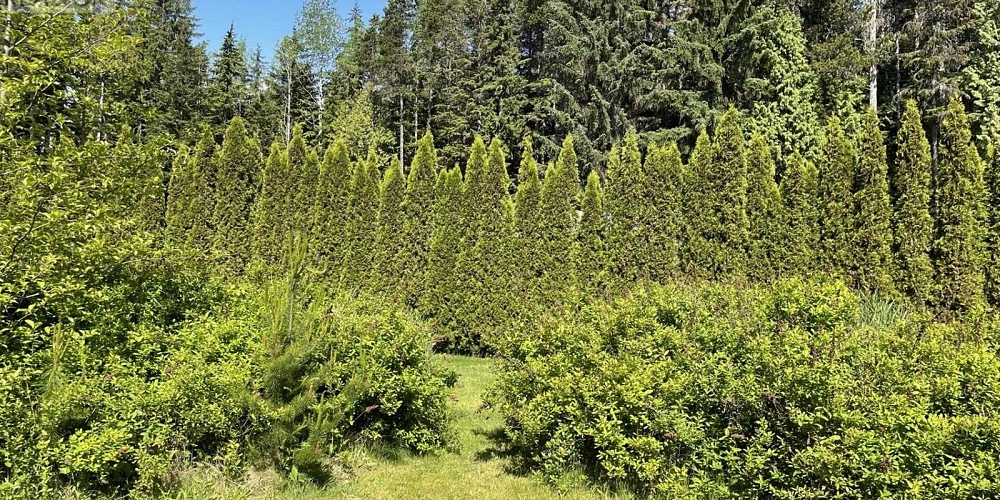 5258 OLD REMO ROAD Terrace Photo 17 5258 OLD REMO ROAD Terrace Photo 17